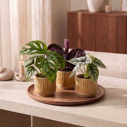 Baby Planten Jungle Mix - Diversen 3x - Tropisch - incl. Linnea Honey - Ø6cm - ↕10-15cm