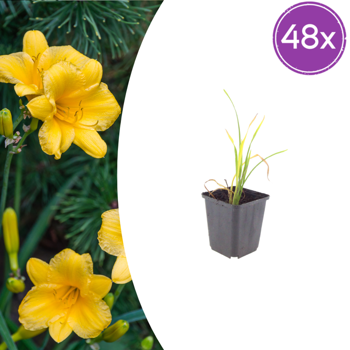 48x Hemerocallis 'Stella de Oro' - ↕10-25cm - Ø9cm
