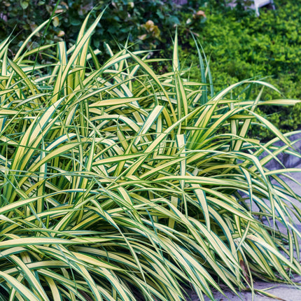 Carex oshimensis Evergold - Carice - Giallo e Verde - ↕50cm - Ø17cm