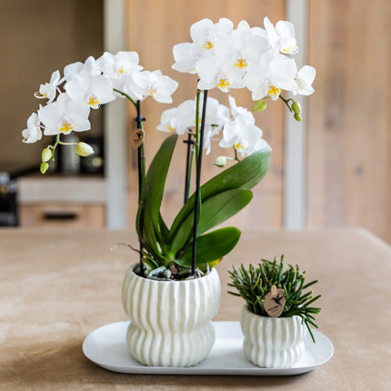 Kolibri Orchids | Gift Set Horizon Wit - Witte Phalaenopsis Orchidee Blossom Zurich & Succulent