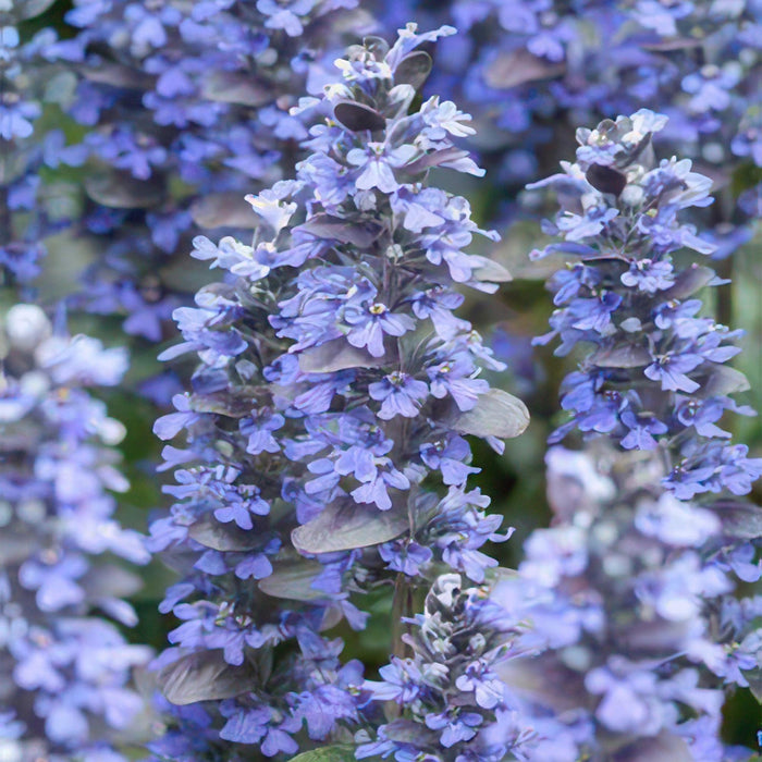 Ajuga reptans 'Burgundy Glow' - Kruipend Zenegroen - ↕10-25cm - Ø9cm - 12x