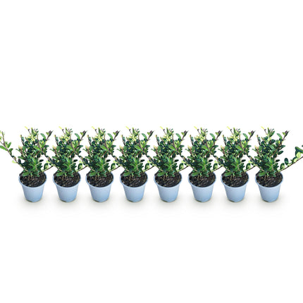 Ilex crenata 'Caroline' dressé - Feuillage vert - 8 plants - 1 mètre linéaire - Pot de 9 cm - Hauteur 25-30 cm