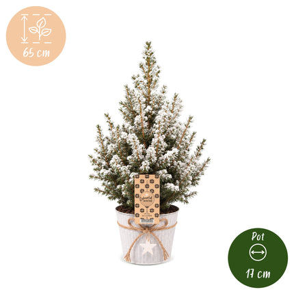 Picea glauca Conica - Kegelspar - Groen - Wit - Kerstboom - incl. zinken pot - Ø17cm - ↕65cm
