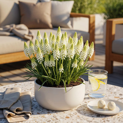 Bulbes de fleurs - Muscari White Magic - Couleur blanche - 50 bulbes - Calibre 6/7 - Paquet XXL