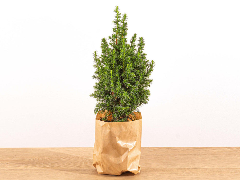 Mini Christmas Tree - Chamaecyparis - ↕25-30cm + Lights