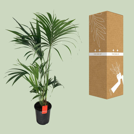 Howea Forsteriana - Palma Kentia - ↕130cm - Ø24cm
