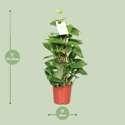 Epipremnum Pinnatum Moss stick - Scindapsus - ↕60cm - Ø15cm