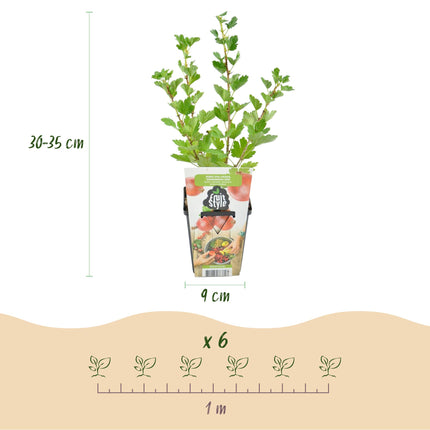 Ribes uva-crispa Hinnonmaki Rod - Resistente - 6 Piante - Vaso da 9 cm - Ribes rosso