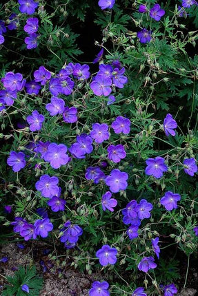 Geranium 'Johnson's Blue' - Ooievaarsbek - ↕10-25cm - Ø9cm - 24x