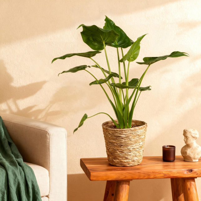 Alocasia Cucullata - Buddha's Hand - with basket - ↕65-70cm - Ø21cm