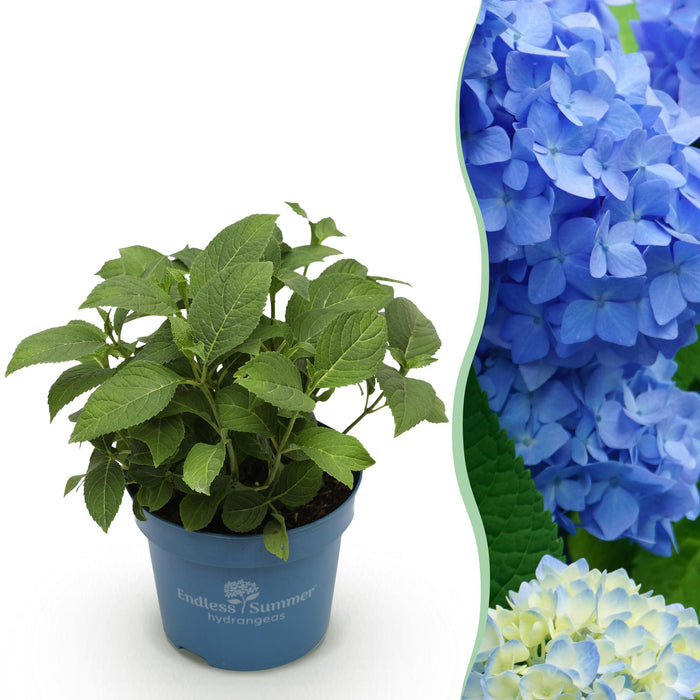 Hydrangea Endles Summer The Orginal Blue - Hortensia - Blauw - ↕20-25cm - Ø14cm
