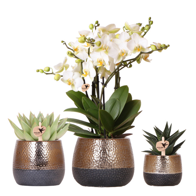 Kolibri Orchids | Plantenset Elite Koper - Witte Phalaenopsis Orchidee Blossom Lausanne & 2 Succulenten