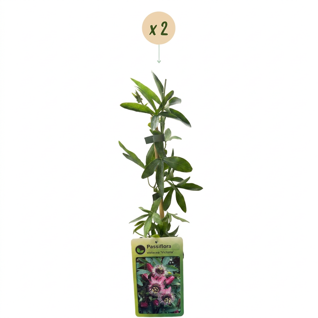 Passiflora Victoria - Passiflora Victoria 2x - Rood - Roze - Klimplant - Ø9cm - ↕35cm
