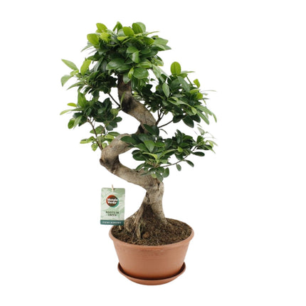 Ficus Ginseng - ↕60cm - Ø22cm