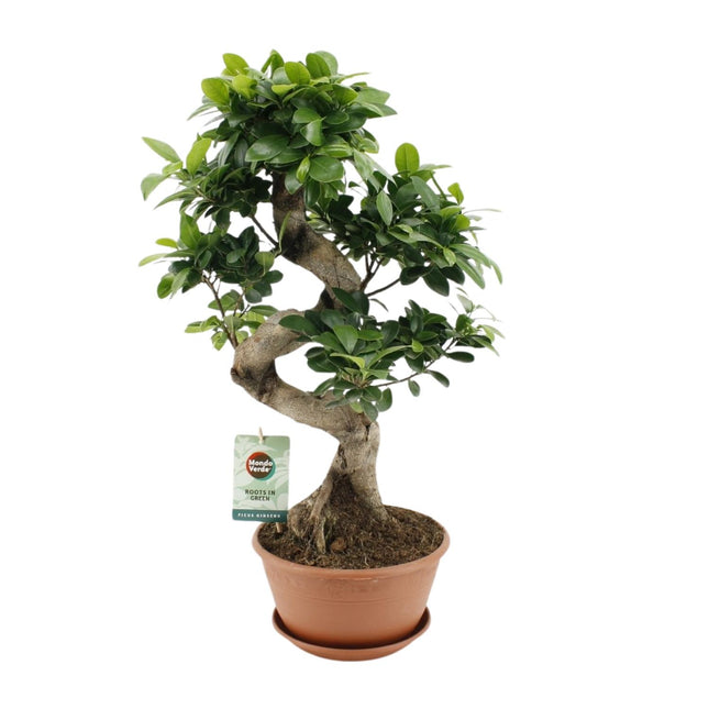 Ficus Ginseng - ↕60cm - Ø22cm