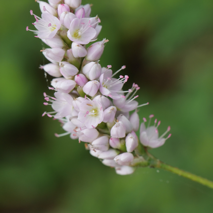 Persicaria bistorta 'Superba' - Adderwortel - ↕10-25cm - Ø9cm - 6x