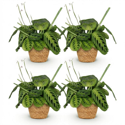 Maranta Fascinator Lemon Lime - Prayer Plant - with Basket - ↕25cm - Ø12cm - 4x
