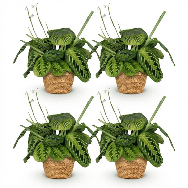Maranta Fascinator Lemon Lime - Gebedsplant - met Mand - ↕25cm - Ø12cm - 4x