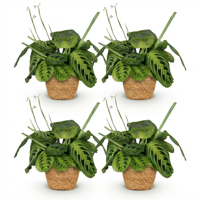 Maranta Fascinator Lemon Lime - Gebedsplant - met Mand - ↕25cm - Ø12cm - 4x