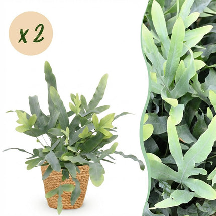 Phlebodium aureum Blå Stjerne - Blå Bregne - med Kurv - ↕25cm - Ø12cm - 2x
