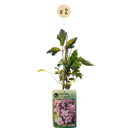 Clematis mont. 'Mayleen' - Bergclematis 2x - Licht Roze - Klimplant - Ø9cm - ↕35cm