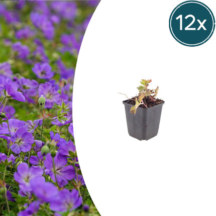 Geranium 'Azure Rush' - Żurawik - ↕10-25cm - Ø9cm - 12x
