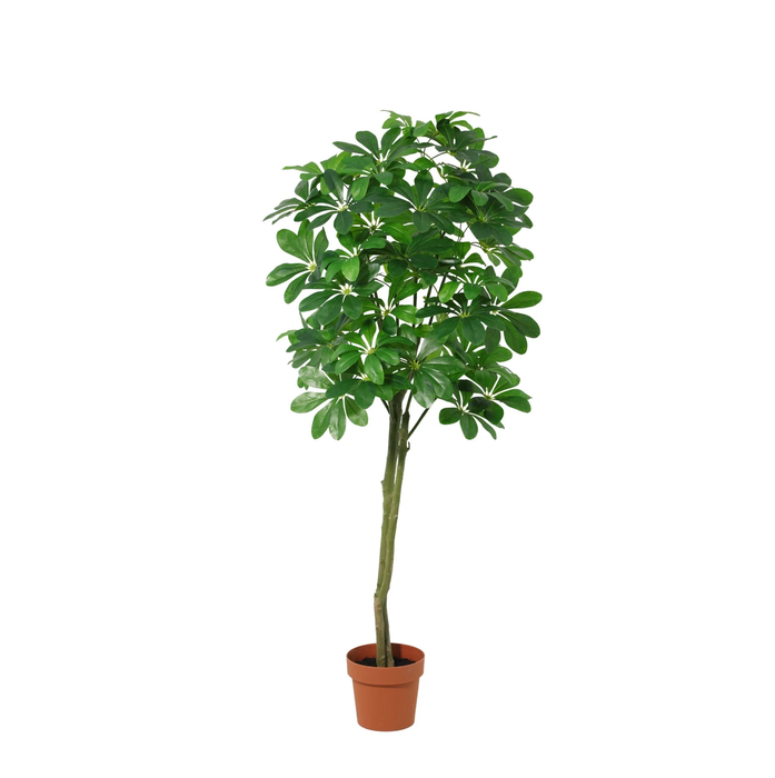 Kunstplant Pachira Aquatica - ↕150cm