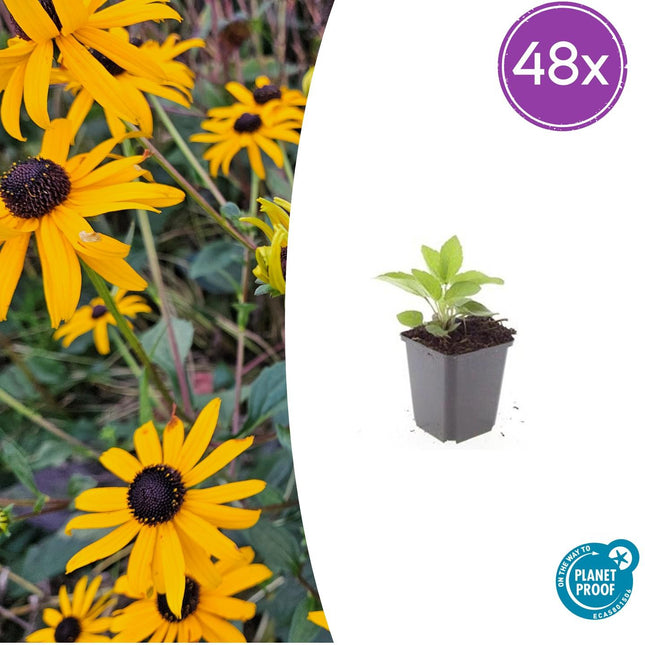 Rudbeckia fulgida 'Goldsturm' - Gele Zonnehoed - ↕10-25cm - Ø9cm - 48x