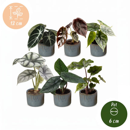 Baby Alocasia Familie 6x - Rood - Groen - Zwart - Zilver - Grijs - Tropisch - incl. Linnea Misty Blue - Ø6cm - ↕12cm