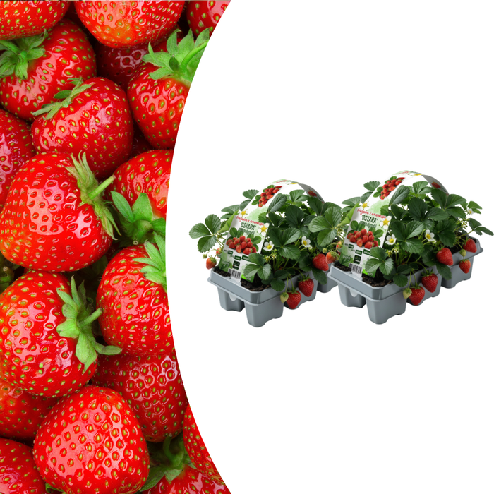 Aardbeienplanten (Fragaria) 100% biologisch - 12x