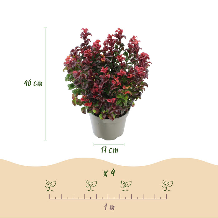 Leucothoe Curly Red - Rood - 2 Planten -  Groenblijvend - Weinig Onderhoud - Pot 17cm Hoogte 40cm