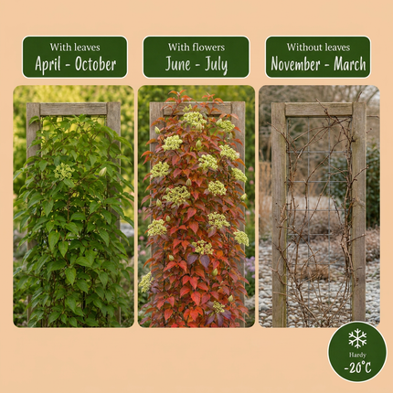 Parthenocissus tr. 'Veitchii Boskoop' - Wilde wingerd 4x - Geel - Groen - Klimplant - Ø9cm - ↕35cm