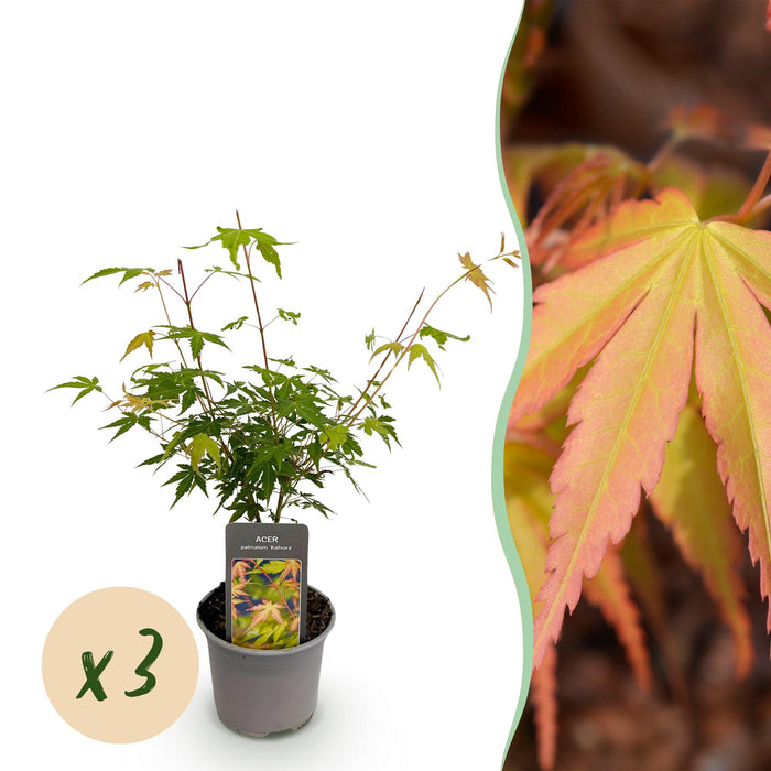 Japanse Esdoorn - Acer Palmatum Katsura - Oranje - ↕35cm - Ø12cm - 3x