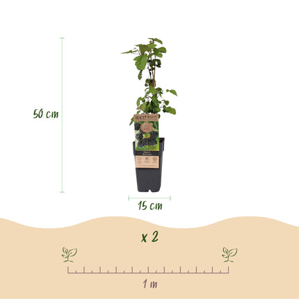Rubus fruticosus Black Satin - Bramenplant - Zwarte Braam - ↕50cm - Ø15cm - 2x