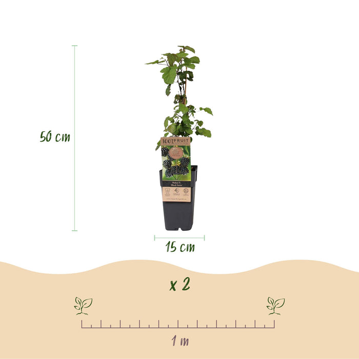 Rubus fruticosus Black Satin - Bramenplant - Zwarte Braam - ↕50cm - Ø15cm - 2x