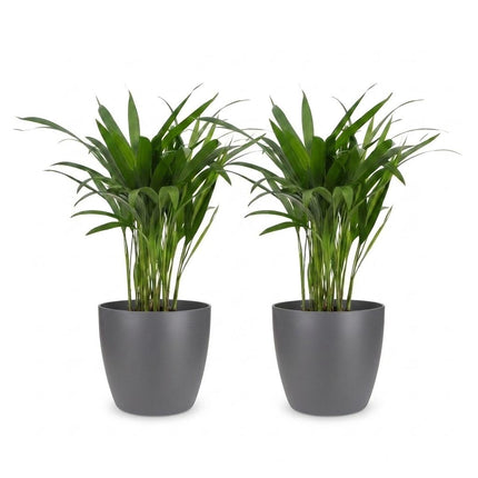 Areca Lutescens - Goudpalm - 2x - met Potter Grijs - Pot 12cm - Hoogte - 45cm