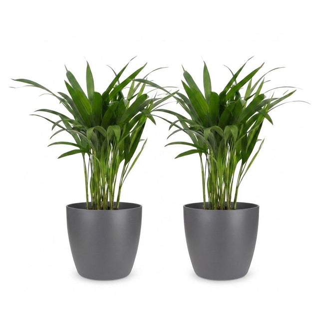Areca Lutescens - Palma Dorada - 2 unidades - con maceta de cerámica gris - Maceta de 12 cm - Altura: 45 cm