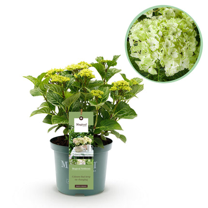 Hortensia - Hydrangea Magical Nobless - Wit - 6-10 Bloemen - ↕55cm - Ø23cm