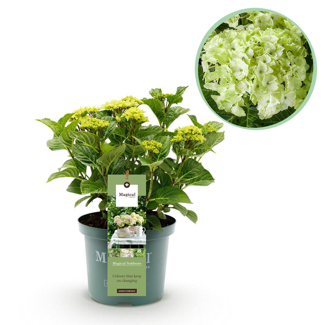 Hortensia - Hortensia Magical Nobless - Blanc - 6-10 fleurs - ↕55 cm - Ø23 cm
