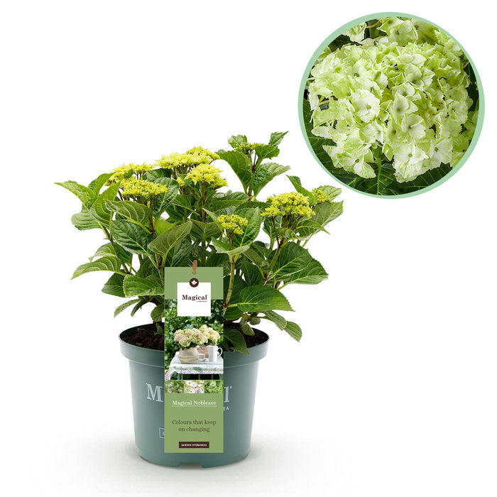 Terrasplant - Hortensia - Hydrangea Magical Nobless - Wit - 6-10 Bloemen - Pot 23cm Hoogte 55cm