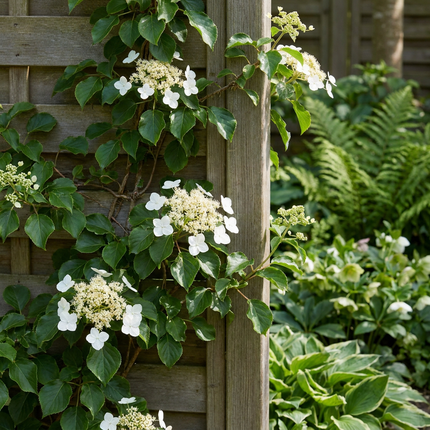Hydrangea a. Petiolaris - Klimmende hortensia 6x - Wit - Klimplant - Ø9cm - ↕35cm