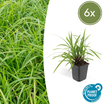 Carex morrowii 'Irish Green' - Carice - ↕10-25cm - Ø9cm - 6x