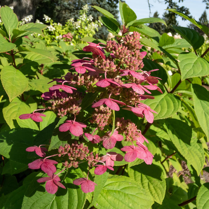 Pluim Hortensia - Hydrangea panniculata Wims Red - Bloem Wit Rood  - 3 Planten - 1 m2 - Bladverliezend - Grote Bloemen - Pot 17cm Hoogte 50cm