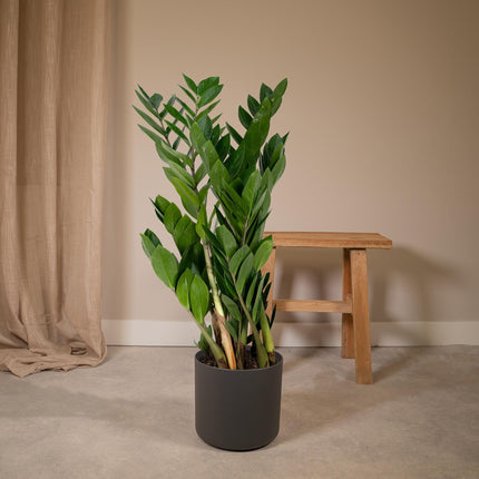 Zamioculcas Zamiifolia - ZZ Plant - ↕70cm - Ø17cm