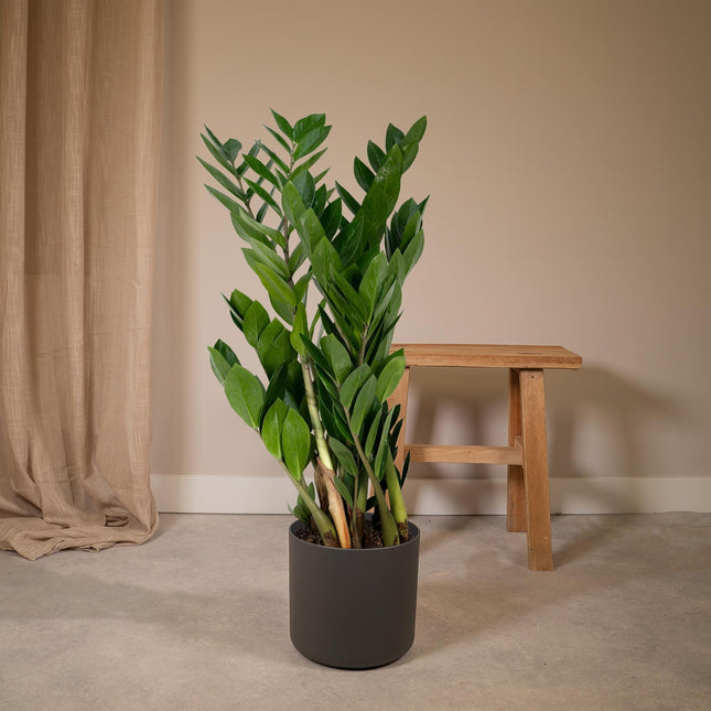 Zamioculcas Zamiifolia - ZZ-Pflanze - ↕70cm - Ø17cm