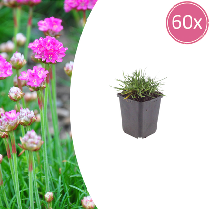 Armeria maritima 'Splendens' - Engels Gras - ↕10-25cm - Ø9cm - 60x