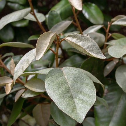 Elaeagnus ebbingei Compacta - 1 metro lineare - ↕30-35cm - Ø9cm - 8x