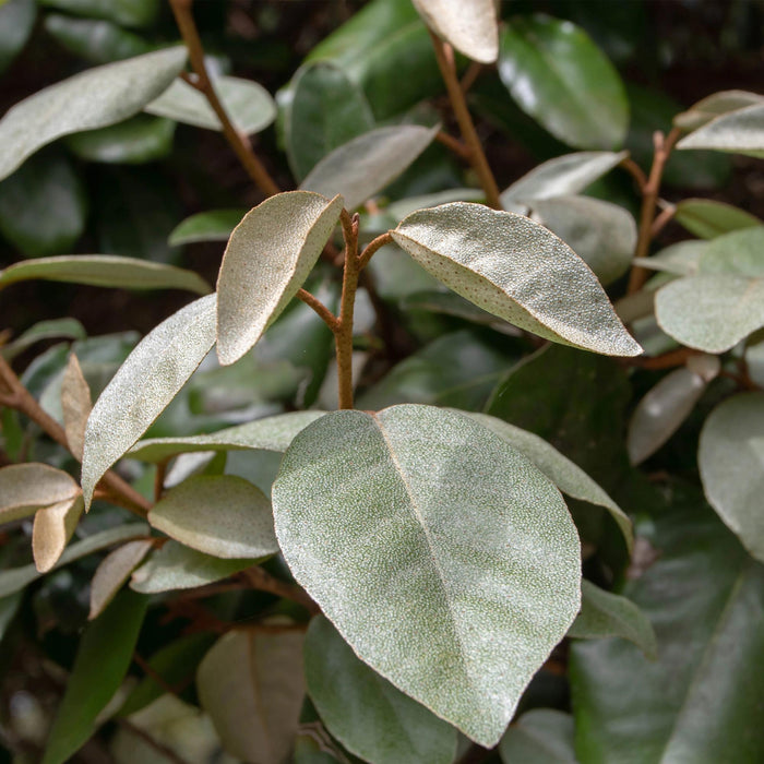 Elaeagnus ebbingei Compacta - Blad Grijs - 8 Planten - 1 Strekkende Meter - Groenblijvend - Pot 9cm Hoogte 30-35cm