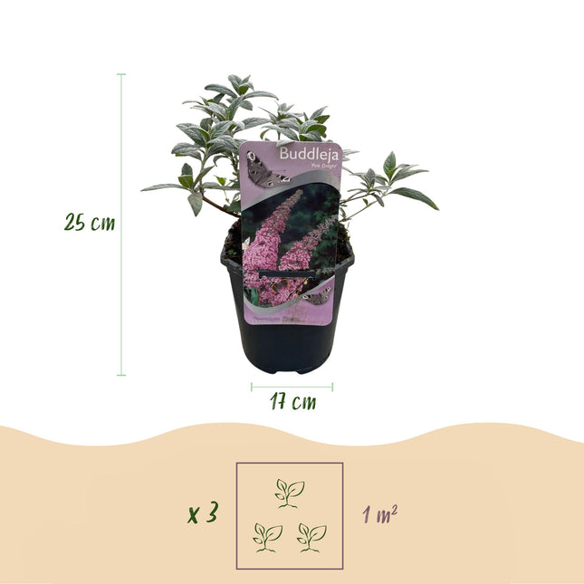 Vlinderstruik - Buddleja davidii Pink Delight - Bloem Roze - ↕25cm - Ø17cm - 1x