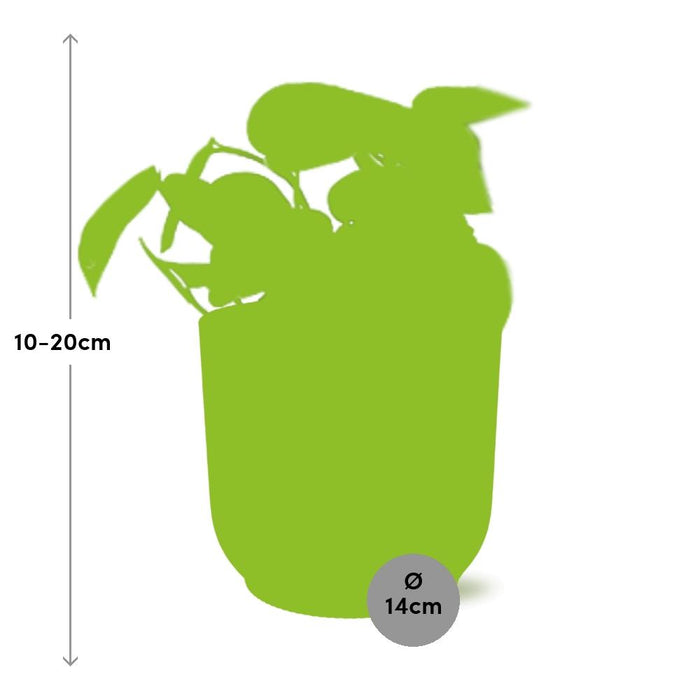 Scindapsus Pictus ‘Trebie’ in elho Vibes Fold Ø14cm geel